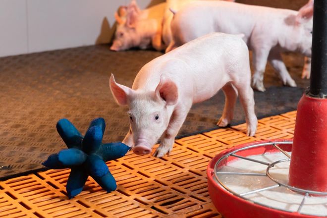 革!爱尔兰猪肉抢占新赛道MG不朽情缘猪肉消费大变(图14) 革!爱尔兰猪肉抢占新赛道MG不朽情缘猪肉消费大变(图14)